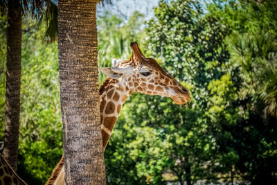 Side view of giraffe against trees