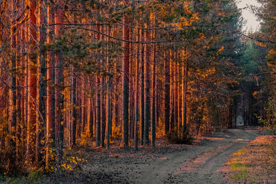 Trees in forest during autumn