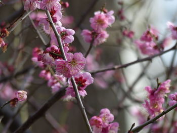 Close-up of pink cherry blossom