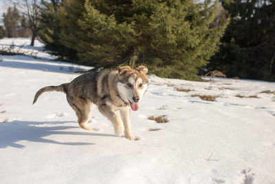 Dog on snow covered sand