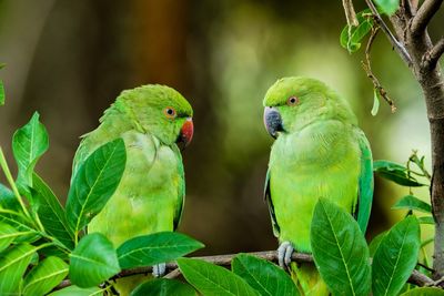 Close-up of parrot perching on tree