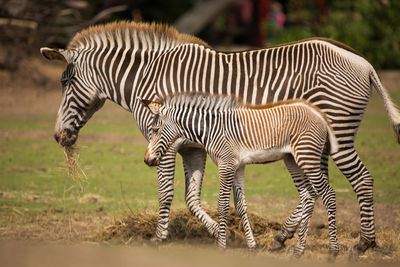 Close-up of zebra standing on grass