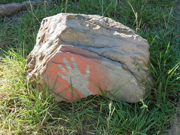 Close-up of grass on field