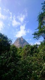 Low angle view of trees on mountain against sky