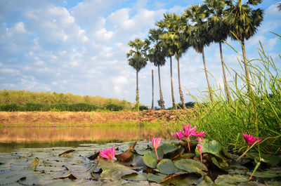 Lotus water lily in lake against sky