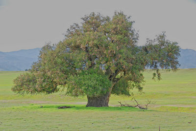 Tree on field against sky