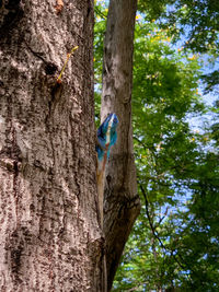 Low angle view of a tree trunk in forest