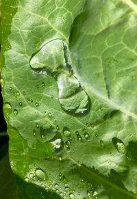 Full frame shot of green leaf vegetable