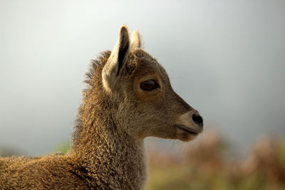 Close-up of an animal looking away against sky