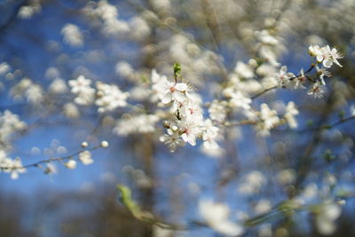 Close-up of white cherry blossom tree