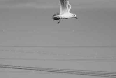 Low angle view of seagull flying