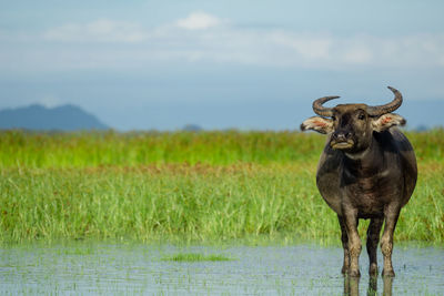 Lion standing in a field