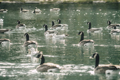 Swans swimming in lake