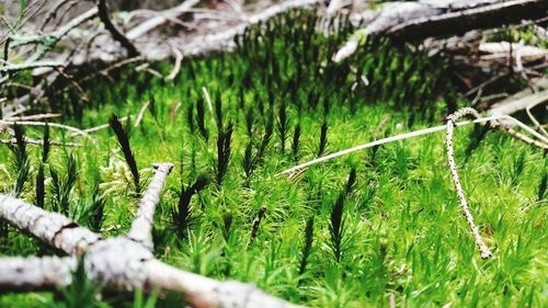 Close-up of fresh green grass