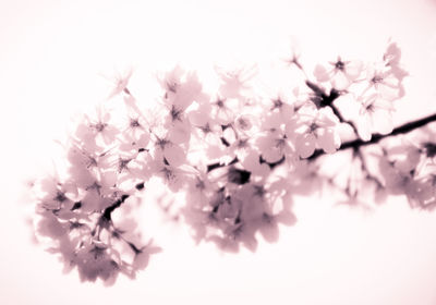 Close-up of cherry blossoms against sky