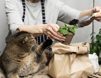 Woman is planting plants in paper plastic cups on the table, next to an adult gray cat lies. 
