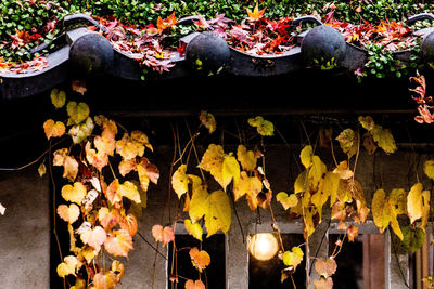 Close-up of plants during autumn