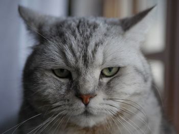 Close-up portrait of a cat