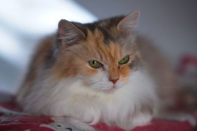 Close-up portrait of a cat