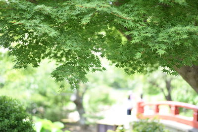 Trees and leaves on tree