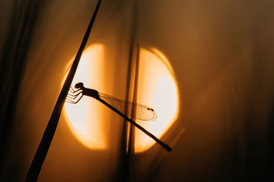 Close-up of silhouette dragonfly on grass blade against sky during sunset