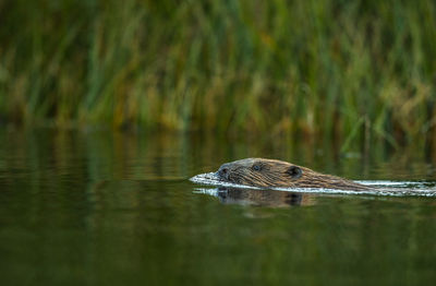 Otter swimming in lake