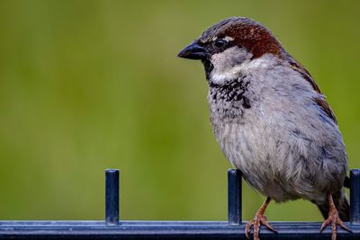 Close-up of bird perching on railing