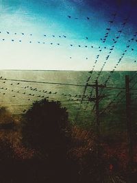 Flock of birds flying over sea