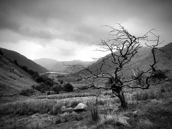 Bare tree on field against sky