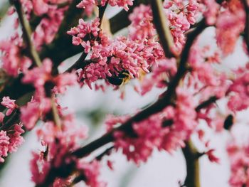 Close-up of pink cherry blossom