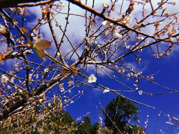 Low angle view of flowers against blue sky