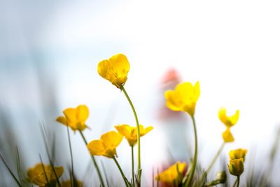 Close-up of yellow flowering plant in field