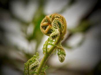 Close-up of white flower bud