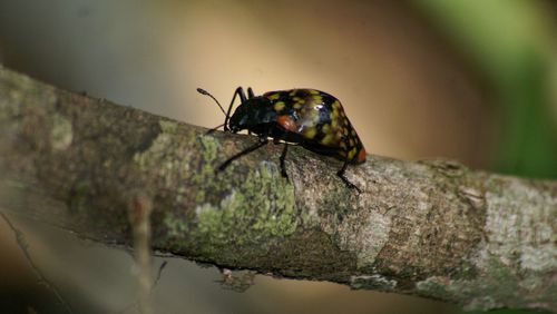 Close-up of insect