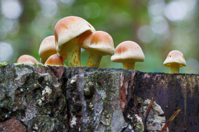 Close-up of mushroom growing on wood