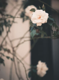 Close-up of flowering plant in vase