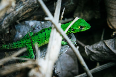 Close-up of green frog on leaf