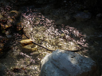 High angle view of turtle in water