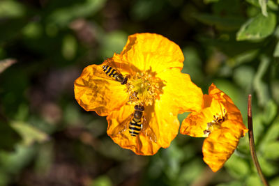 Close-up of butterfly pollinating on yellow flower