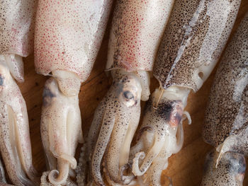 High angle view of raw squids