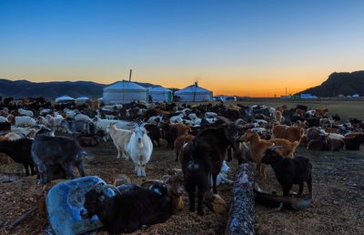 Goats on grassy field against clear sky during sunset