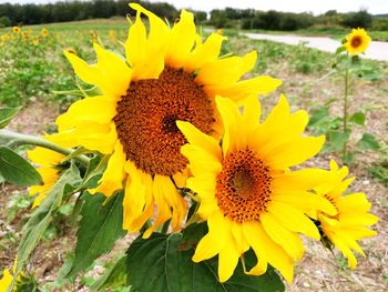 Close-up of yellow sunflower