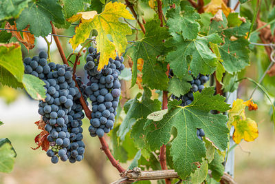 Beautiful bunch of black nebbiolo grapes with green leaves in the vineyards of barolo, langhe, italy