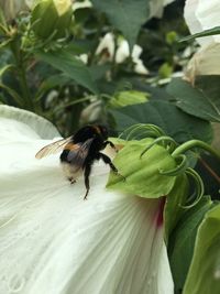 Close-up of bee pollinating on flower