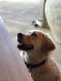 Close-up of dog looking away while sitting on wood