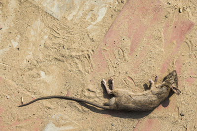 High angle view of lizard on ground