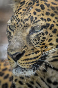 Close-up of a cat