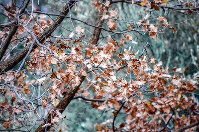 Low angle view of cherry blossom tree during autumn