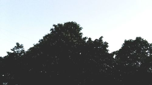 Low angle view of trees against clear sky