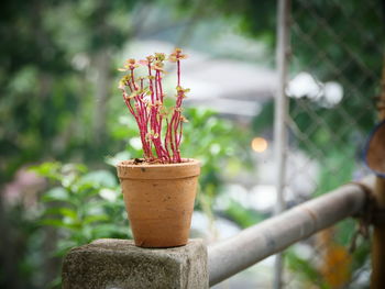 Close-up of potted plant